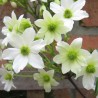 Klematis ,,Early Sensation,, /Clematis/- 1l kont.