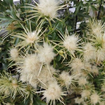 Klematis ,,Early Sensation,, /Clematis/- 1l kont.