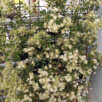 Klematis ,,Early Sensation,, /Clematis/- 1l kont.