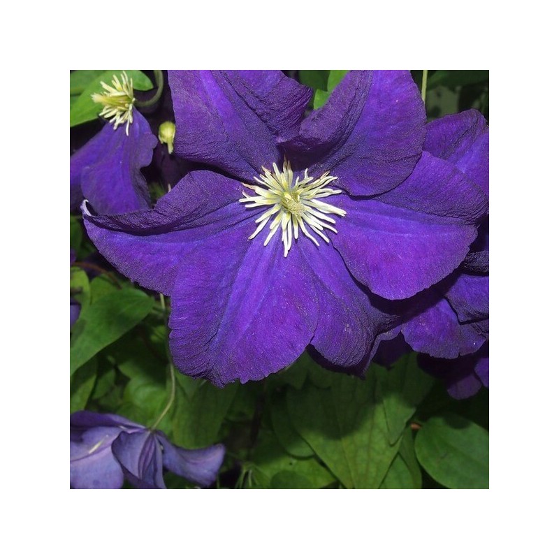 Klematis ,,Jackmanii,, (lielziedu), /Clematis/- 1l kont.