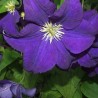 Klematis ,,Jackmanii,, (lielziedu), /Clematis/- 1l kont.