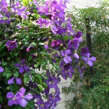 Klematis ,,Jackmanii,, (lielziedu), /Clematis/- 1l kont.