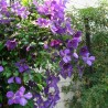Klematis ,,Jackmanii,, (lielziedu), /Clematis/- 1l kont.