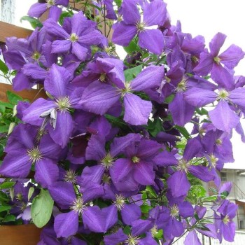 Klematis ,,Jackmanii,, (lielziedu), /Clematis/- 1l kont.