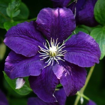Klematis ,,Jackmanii,, (lielziedu), /Clematis/- 1l kont.