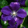 Klematis ,,Jackmanii,, (lielziedu), /Clematis/- 1l kont.