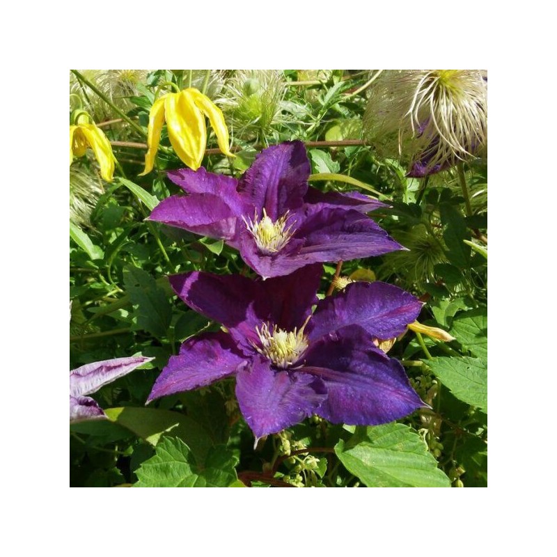 Klematis ,,Lech Kaczynski,,  /Clematis/- 2l kont.