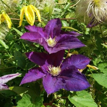 Klematis ,,Lech Kaczynski,, /Clematis/- 2l kont.