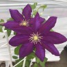 Klematis ,,Lech Kaczynski,,  /Clematis/- 2l kont.
