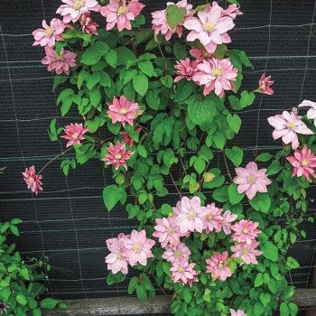 Klematis ,,Little Mermaid,, (lielziedu), /Clematis/- 2l kont.