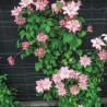Klematis ,,Little Mermaid,, (lielziedu), /Clematis/- 2l kont.