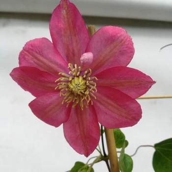 Klematis ,,Little Mermaid,, (lielziedu), /Clematis/- 2l kont.