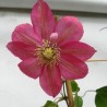 Klematis ,,Little Mermaid,, (lielziedu), /Clematis/- 2l kont.