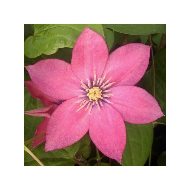 Klematis ,,Little Mermaid,, (lielziedu), /Clematis/- 2l kont.