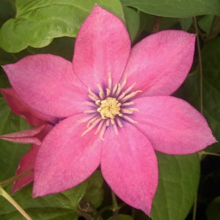Klematis ,,Little Mermaid,, (lielziedu), /Clematis/- 2l kont.