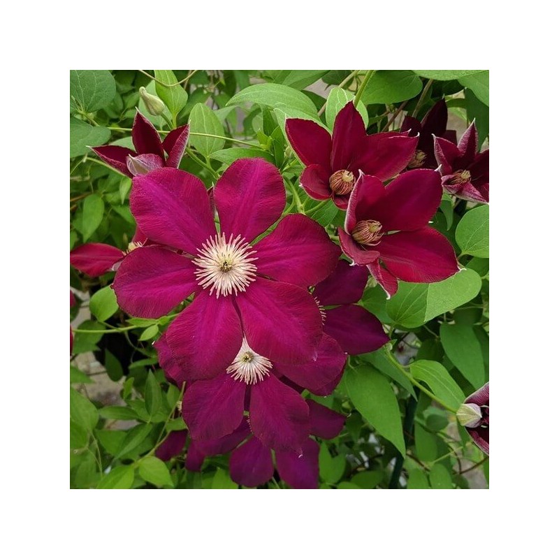 Klematis ,,Mazowsze,, (lielziedu), /Clematis/- 2l kont.