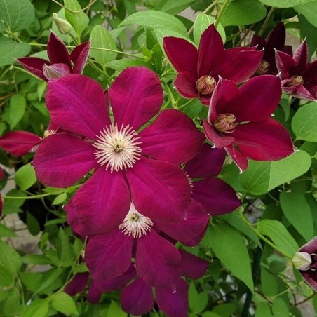Klematis ,,Mazowsze,, (lielziedu), /Clematis/- 2l kont.