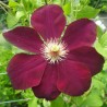 Klematis ,,Mazowsze,, (lielziedu), /Clematis/- 2l kont.