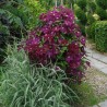 Klematis ,,Mazowsze,, (lielziedu), /Clematis/- 2l kont.