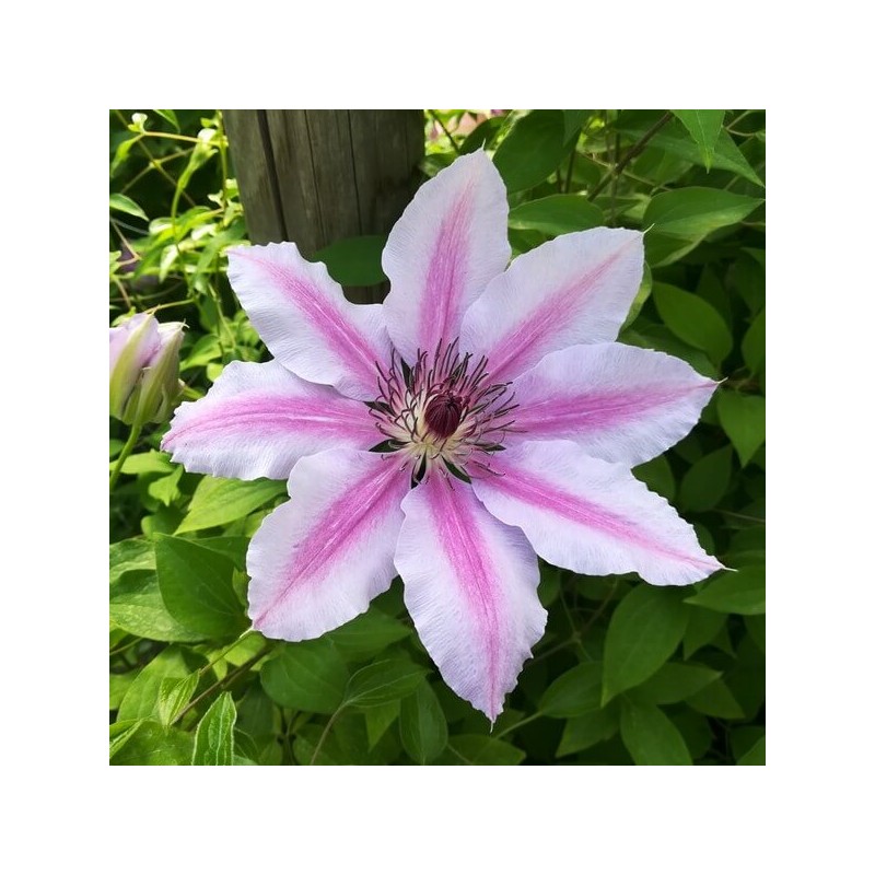 Lielziedu klematis ,,Nelly Moser,, /Clematis/- C2 kont.