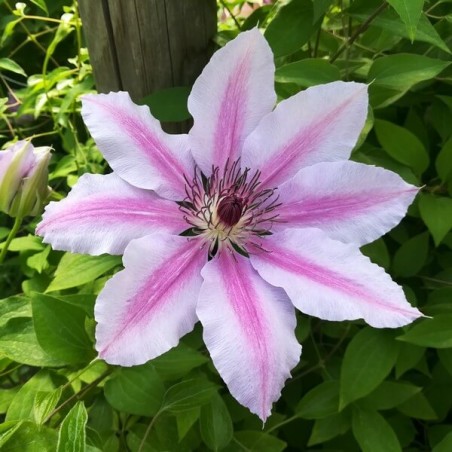Lielziedu klematis ,,Nelly Moser,, /Clematis/- C2 kont.