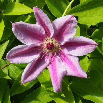 Lielziedu klematis ,,Nelly Moser,, /Clematis/- C2 kont.