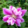 Klematis ,,Piilu,, (lielziedu), /Clematis/- 2l kont.
