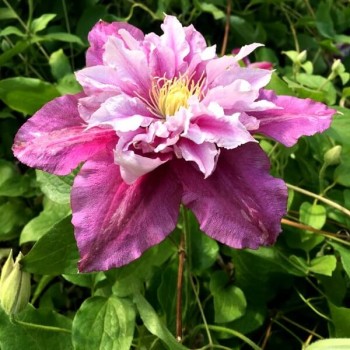 Klematis ,,Piilu,, (lielziedu), /Clematis/- 2l kont.