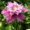 Klematis ,,Piilu,, (lielziedu), /Clematis/- 2l kont.