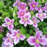 Klematis ,,Piilu,, (lielziedu), /Clematis/- 2l kont.