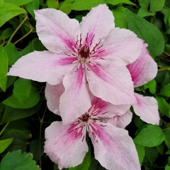 Klematis ,,Pink Fantasy,,...
