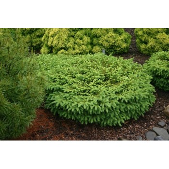 Egle, parastā ,,Nidiformis,,/Picea abies/ - C2 kont., 20-25cm.