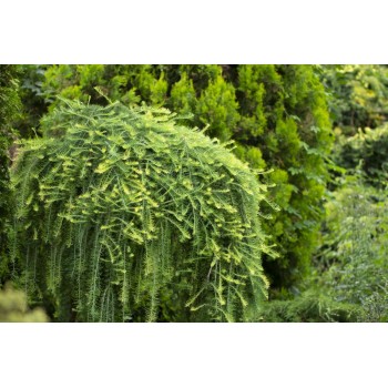 Japānas lapegle ,,Diana,,/Larix kaempferi/- augstcelma- 120-140cm