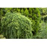 Japānas lapegle ,,Diana,,/Larix kaempferi/- augstcelma- 120-140cm