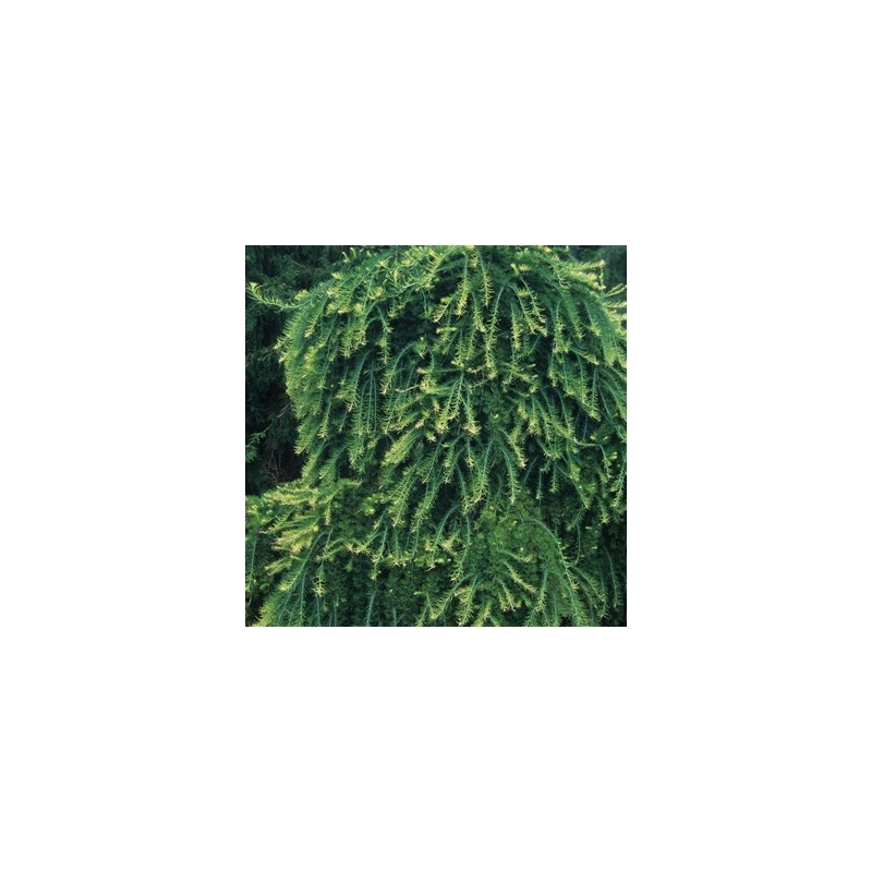 Japānas lapegle ,,Diana,,/Larix kaempferi/- augstcelma- 120-140cm