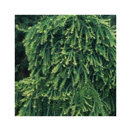 Japānas lapegle ,,Diana,,/Larix kaempferi/- augstcelma- 120-140cm