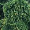 Japānas lapegle ,,Diana,,/Larix kaempferi/- augstcelma- 120-140cm