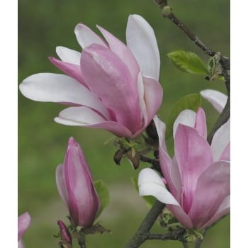 Magnolija 'George Henry Kern' /Magnolia/ 40-60cm, C3 kont.