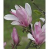 Magnolija 'George Henry Kern' /Magnolia/ 40-60cm, C3 kont.