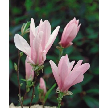 Magnolija 'George Henry Kern' /Magnolia/ 40-60cm, C3 kont.