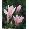 Magnolija 'George Henry Kern' /Magnolia/ 40-60cm, C3 kont.
