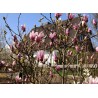 Magnolija 'George Henry Kern' /Magnolia/ 40-60cm, C3 kont.