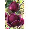 Magnolija 'Genie' /Magnolia/ 40-60cm, C3 kont.