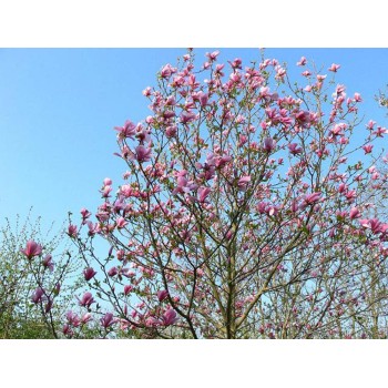 Magnolija 'Galaxy', /Magnolia/, C2,5 kont.