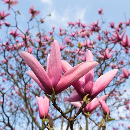Magnolija 'Galaxy', /Magnolia/, C2,5 kont.