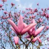 Magnolija 'Galaxy', /Magnolia/, C2,5 kont.