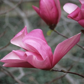 Magnolija 'Galaxy', /Magnolia/, C2,5 kont.