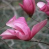 Magnolija 'Galaxy', /Magnolia/, C2,5 kont.