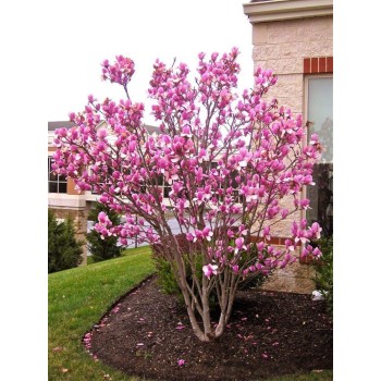 Magnolija 'Cleopatra' /Magnolia/ - C7.5 kont., 150-160cm.