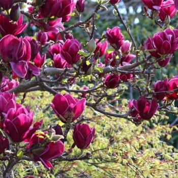Magnolija 'Cleopatra'...